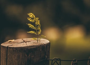 A plant growing out of a log